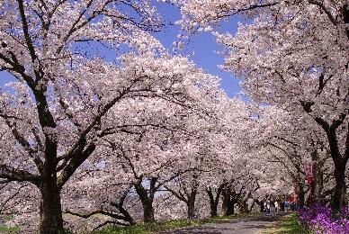 Cherry blossoms, Unnan.jpg