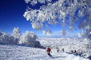 Nozawa Ski.jpg